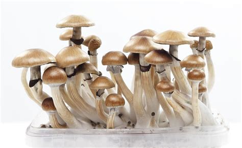 Buying magic mushrooms online